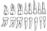 Systemy Oznaczania Zębów Wikipedia Wolna Encyklopedia