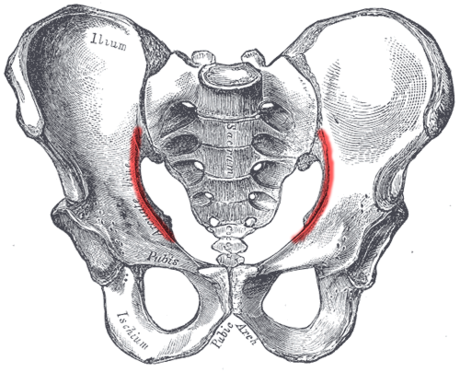 Arcuate line of ilium