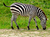 Grazing Zebra.png