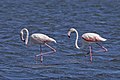 * Nomination Greater flamingos (Phoenicopterus roseus) --Charlesjsharp 09:06, 19 October 2022 (UTC) * Promotion  Support Good quality. --Drow male 04:31, 20 October 2022 (UTC)