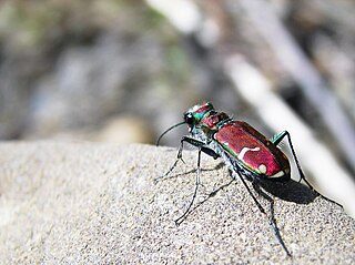 <i>Cicindela limbalis</i> Species of beetle