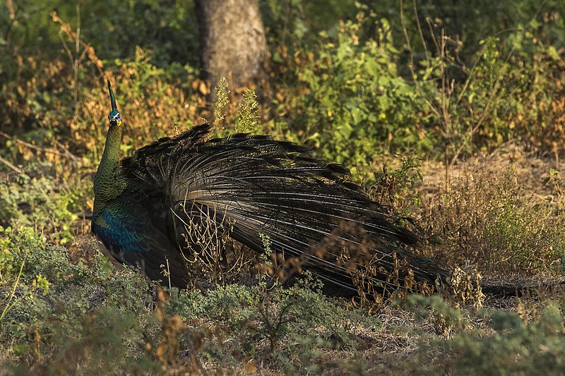 File:Green Peafowl - Baluran NP - East Java MG 8016 (29726904201).jpg