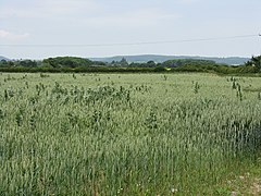 Pěstování plodin - farma Lower Lyde - geograph.org.uk - 1376978.jpg