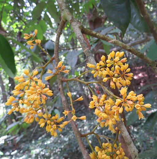 Gymnacranthera canarica flowers