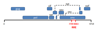 RRE Location in the HIV-1 Genome. RRE is located within the Env coding region of HIV-1. HIV Genome Org wRRE.png