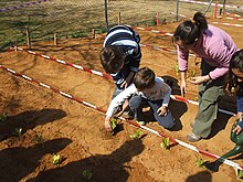 Nenos e nenas plantando leitugas nun horto escolar