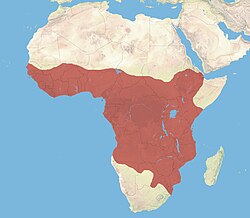 Afrikansivettikissan levinneisyysalue