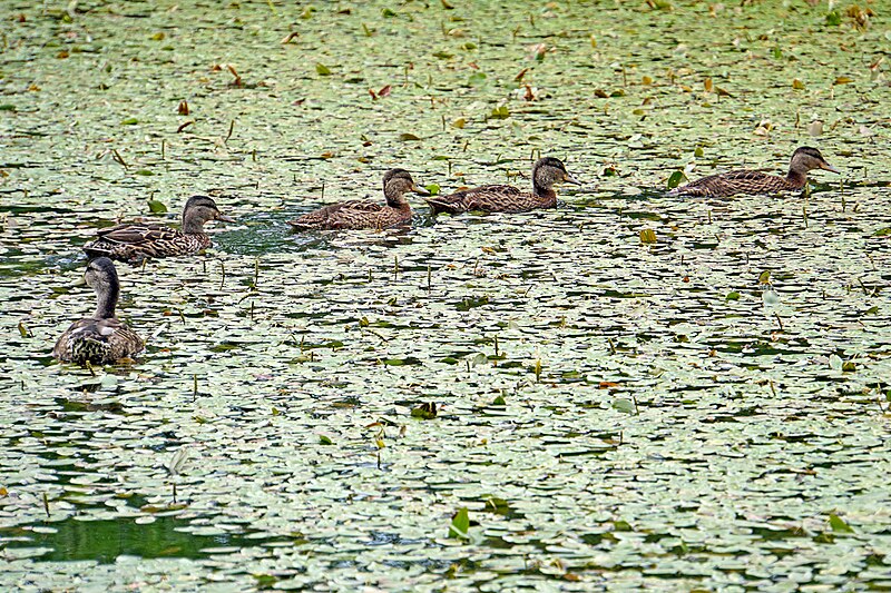 File:Halifax NS-02379 - Got all my ducks in a row..... (29064189125).jpg