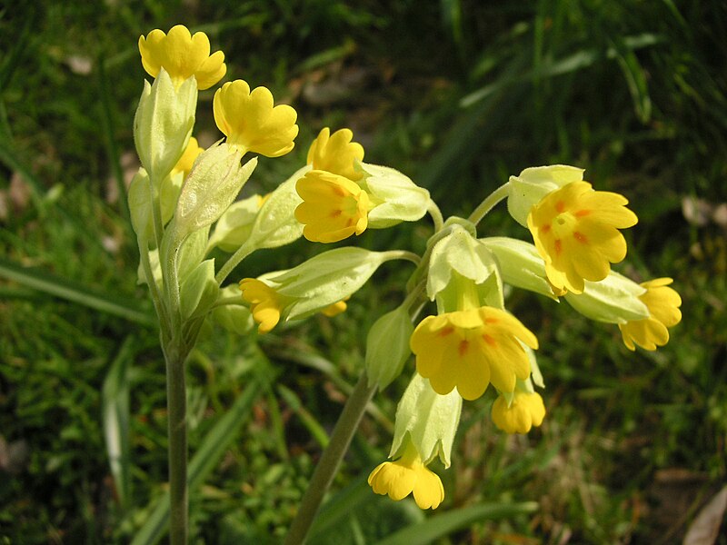 File:Ham House 012 Cowslips.JPG