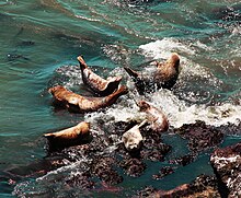 Harbour seals on intertidal site Harbor seal rocks.jpg