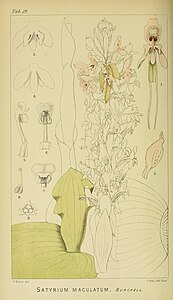 plate 19 Satyrium maculatum Satyrium longicolle