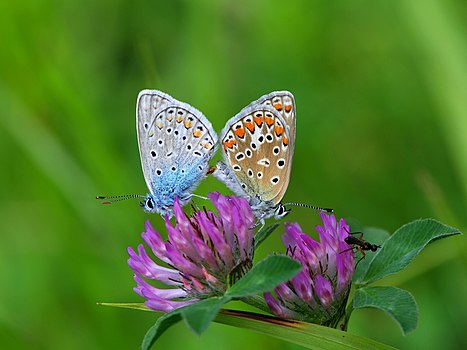 -{Polyommatus icarus}-, мужјак (лево) и женска (десно).