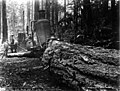 Hauling a fir log along a skid road, undentified logging operation, Washington, 1896 (KINSEY 2855).jpeg