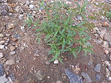 Hedyotis corymbosa-1-bsi-yercaud-salem-India.jpg