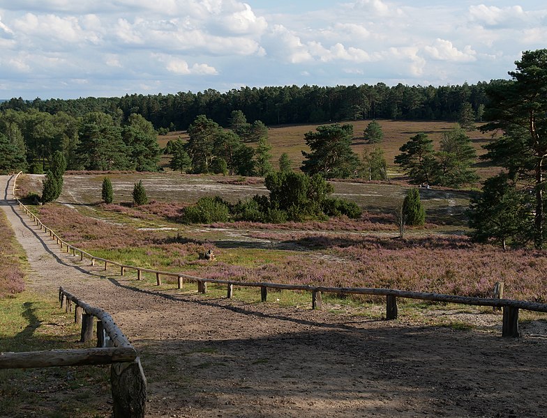 File:Heidschnuckenweg bei Büsenbachtal in der Nordheide.jpg