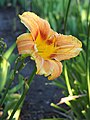 Hemerocallis 'Bacon Gold Nugget', Liliowiec 'Bacon Gold Nugget', 2019-07-18