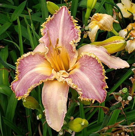 ไฟล์:Hemerocallis 'Pink Werewolf'.jpg