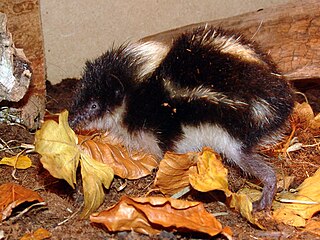 Highland streaked tenrec Species of mammal