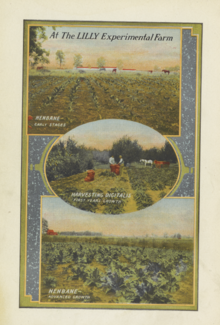 Henbane cultivation, Lilly Experimental Farm, 1919