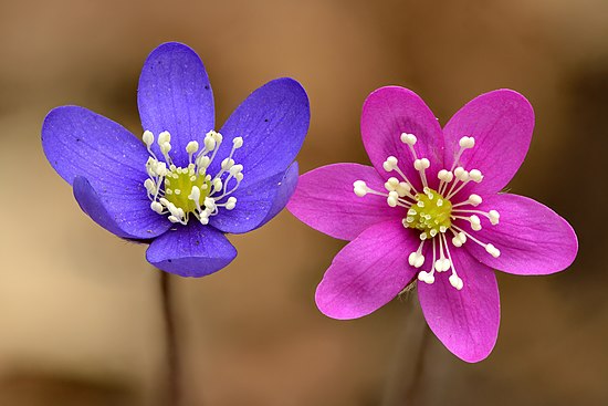 Anemone hepatica