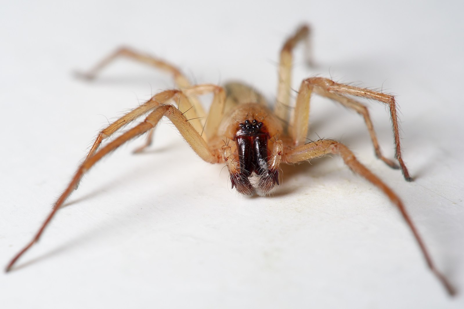 File:Hibana incursa aka ghost spider Los Angeles 2016-04-04 1.jpg.