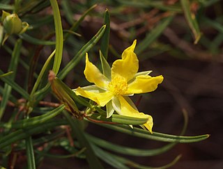 <i>Hibbertia glaberrima</i> Species of flowering plant