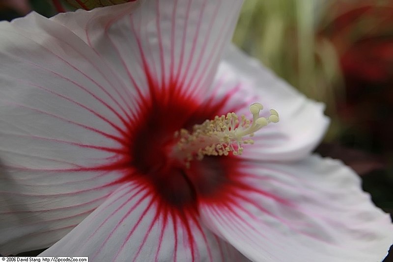 File:Hibiscus moscheutos Kopper King 2zz.jpg