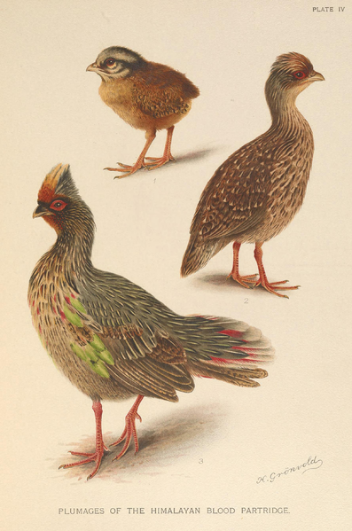 File:Himalayan Blood Partridge by Henrik Grönvold.png