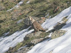 Himalayan Snowcock.jpg