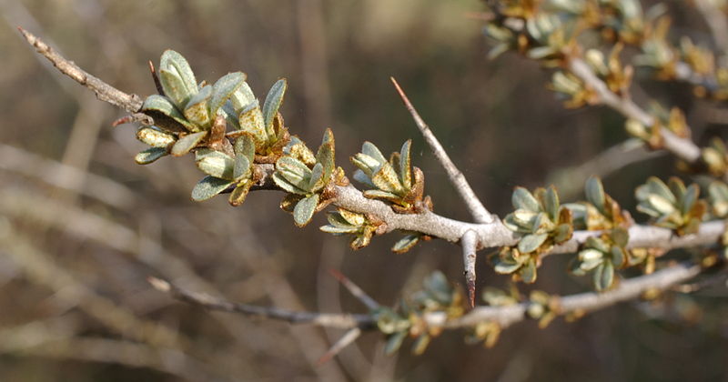 File:Hippophae rhamnoides female flowers.jpg