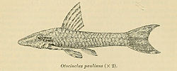 Thumbnail for File:Hisonotus paulinus.jpg