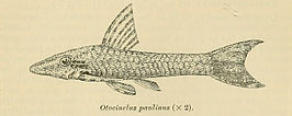Hisonotus paulinus
