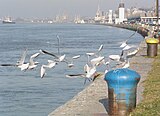 Hitchcock aan de Schelde, Antwerp