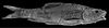 Holotype of Barbus continii (i.e. Carasobarbus canis x Barbus longiceps) - ZooKeys-339-001-g029.jpg