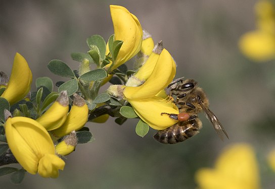 Honeybee nectaring on spiny-broom flowers, Adana, Turkey