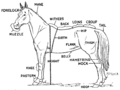 Horse 2 (PSF).png