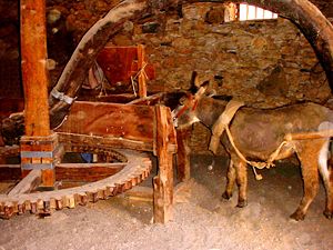 Donkey mill at La Alcogida Ecomuseum in Fuerteventura Horse mill 045493.jpg