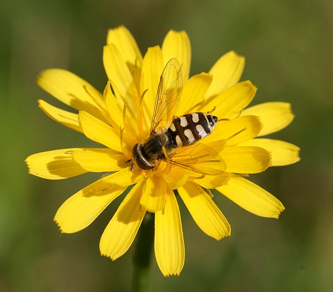 File:Hoverfly Pori.JPG