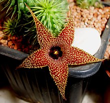 Huernia pillansii N. E. Br. 03.jpg