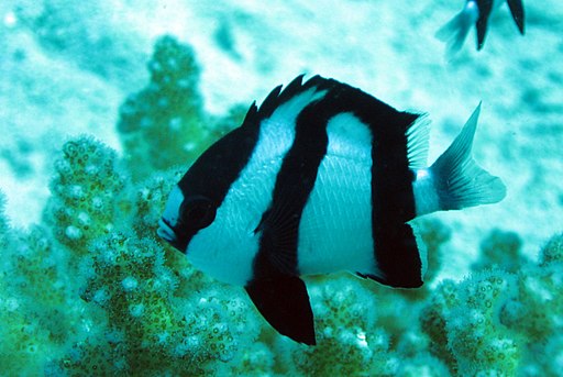 Three stripe damselfish are aggressive saltwater fish often used to cycle aquariums