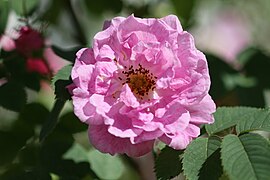 'Hurdalsrose', unknown, unknown