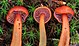 Hygrocybe purpureofolia (H.E. Bigelow) Courtec 770025.jpg