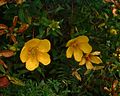 Fleurs et boutons floraux du fleur jaune (H. lanceolatum)