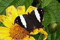 Fotografia de H. clytemnestra ssp. huebneri em inflorescência de Asteraceae, vista superior.