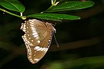 Hypolimnas bolina-Kadavoor-2016-08-08-001.jpg