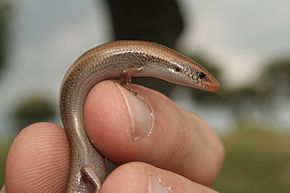 Iberischer Walzenskink.jpg resminin açıklaması.