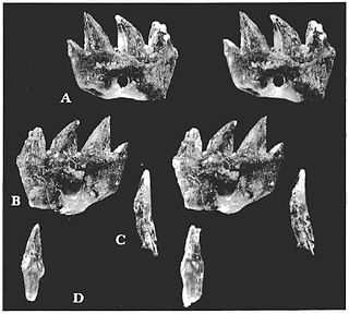 <i>Ichthyoconodon</i> Extinct family of mammals