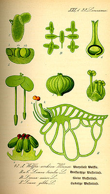 Different species of dwarf and duckweed, illustration