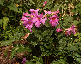 <i>Incarvillea delavayi</i> Species of plant in the family Bignoniaceae