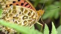 File:Indian fritillary (Argyreus hyperbius) in Tokyo.webm